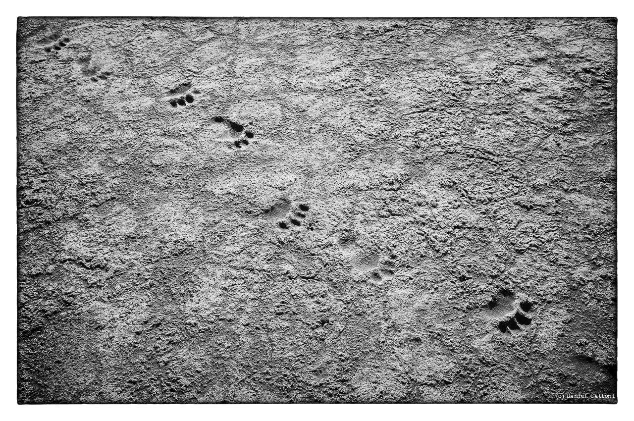 Tracks on Grosbeak Lake