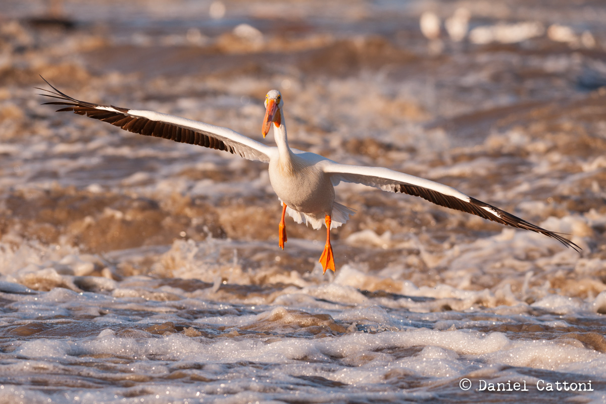 American White Pelican